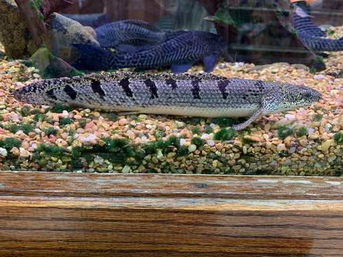 Barred bichir (Polypterus delhezi) — Polypteridae — 2