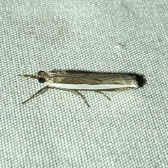 Crambus quinquareatus
