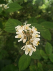 Deutzia