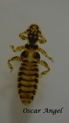 Trinoton querquedulae