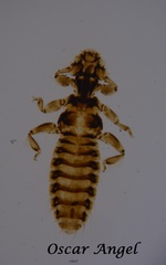 Trinoton querquedulae