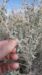 Atriplex torreyi