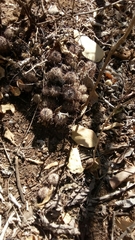 Mammillaria mazatlanensis