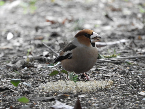 Picogordo común (Coccothraustes coccothraustes)