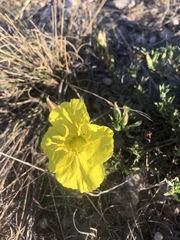 Oenothera hartwegii