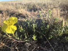 Oenothera hartwegii