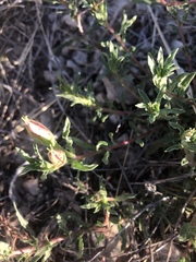 Oenothera hartwegii