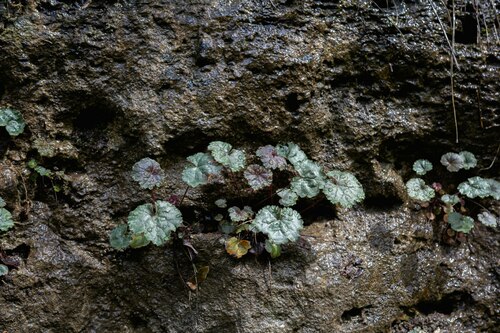 Heuchera puberula, photograph 6