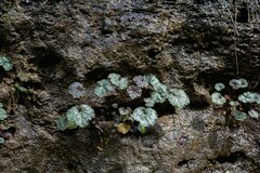 Heuchera puberula, photograph Nathan Aaron, CC BY, iNaturalist via GBIF