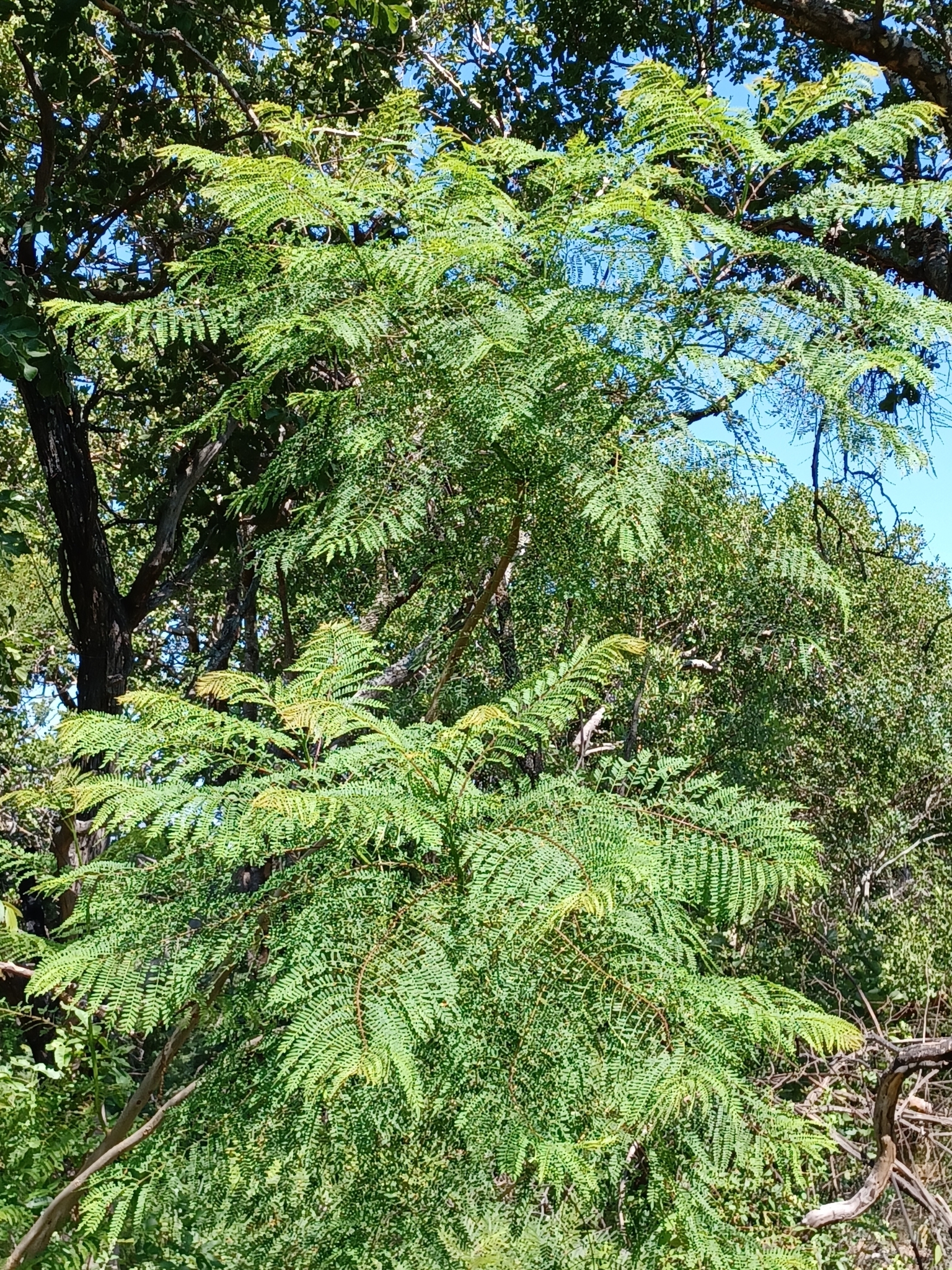 Imagem de Jacarandá
