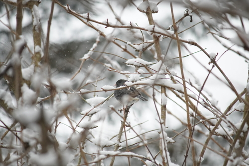 Dark-eyed Junco photographed in Ohio