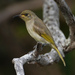 Brown Honeyeater - Photo (c) Benjamin Schwartz, some rights reserved (CC BY-NC), uploaded by Benjamin Schwartz