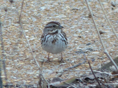Song Sparrow photographed in Missouri