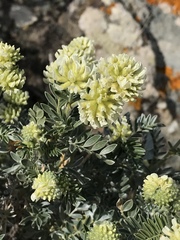 Anthyllis barba-jovis