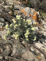 Anthyllis barba-jovis