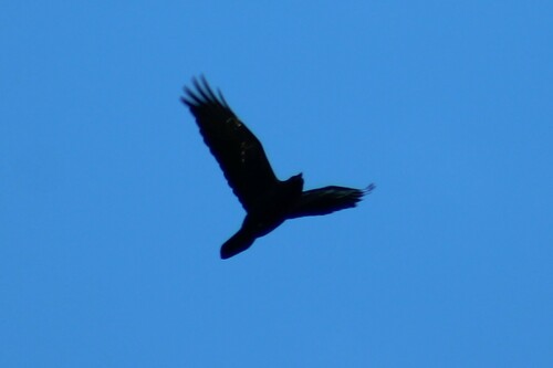 Common Raven photographed in Washington