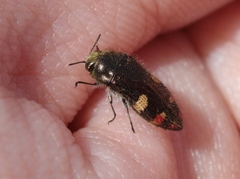 Acmaeodera holsteni