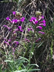Boechera divaricarpa