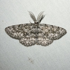 Hypomecis umbrosaria