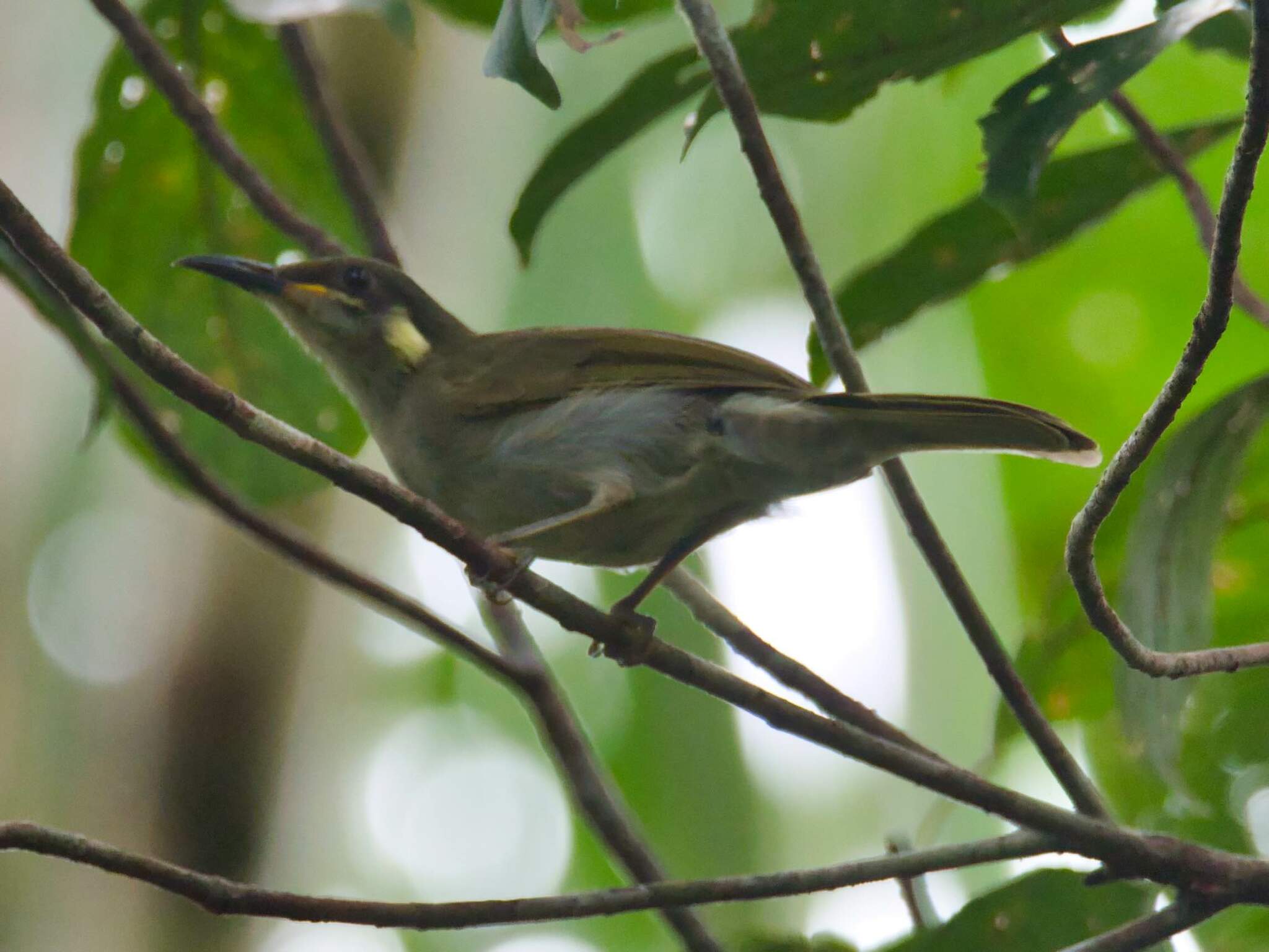 Yellow-gaped Honeyeater illustration
