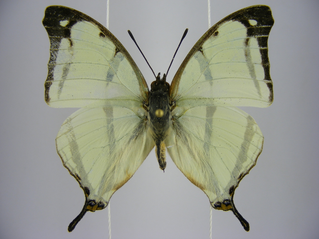 Polyura kahldeni
