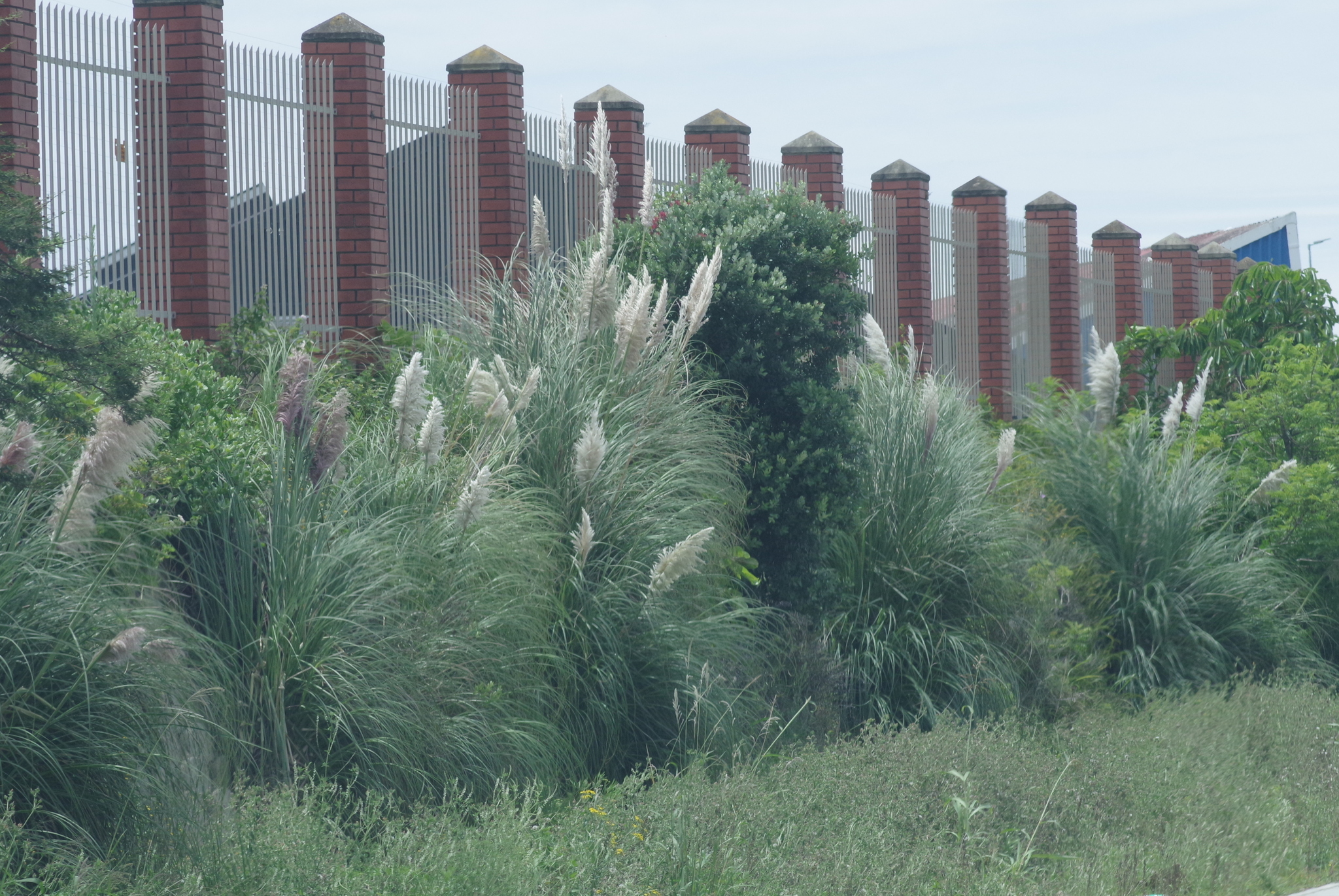 Imagem de Capim-dos-pampas
