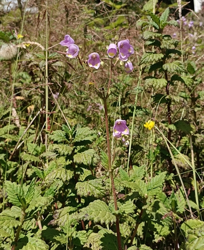 Jovellana punctata (Jovellana punctata)
