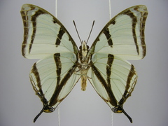 Polyura kahldeni
