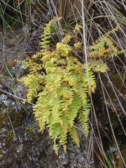 Woodsia montevidensis