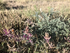 Astragalus mollissimus
