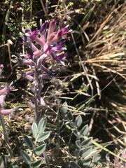 Astragalus mollissimus