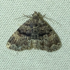 Metalectra richardsi