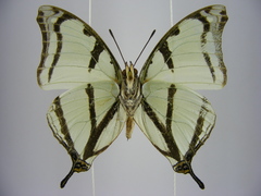 Polyura kahldeni