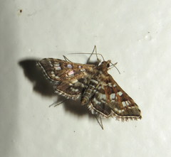 Sameodes iolealis