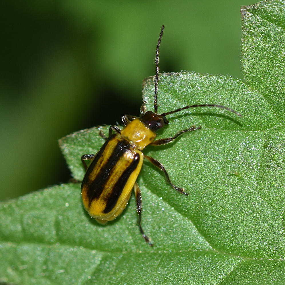 Western Corn Rootworm
