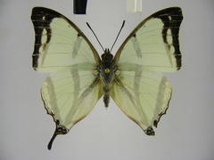 Polyura kahldeni