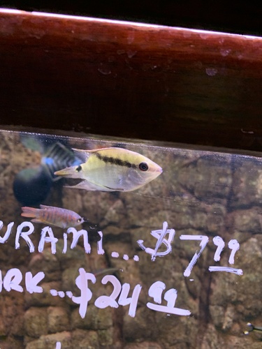 Flag cichlid (Mesonauta insignis) — Cichlidae — 3