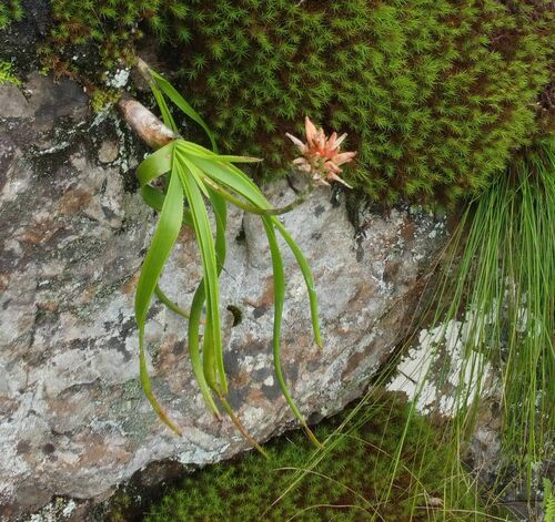 Aloe condyae
