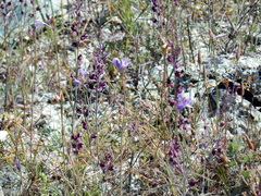 Streptanthus glandulosus glandulosus