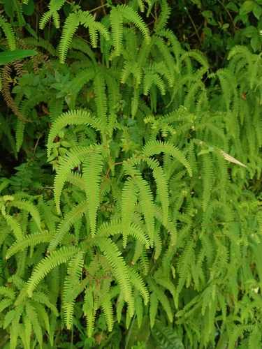 Sticherus squamulosus (Sticherus squamulosus)