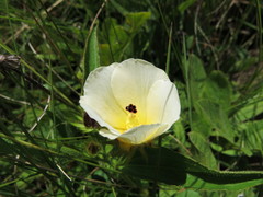 Hibiscus aethiopicus