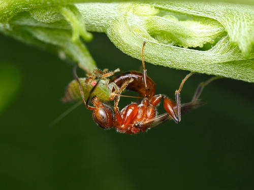 Deinodryinus observed 2023-08-14