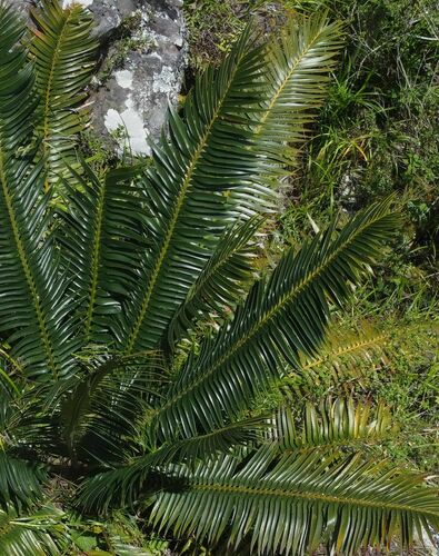 Image of Encephalartos paucidentatus by (c) katuchka, some rights reserved (CC BY)