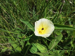 Hibiscus aethiopicus