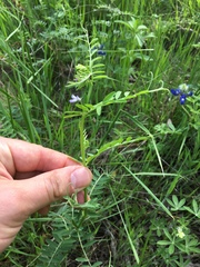 Vicia ludoviciana