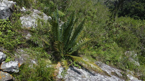 Image of Encephalartos paucidentatus by (c) katuchka, some rights reserved (CC BY)