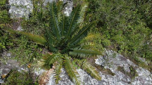 Image of Encephalartos paucidentatus by (c) katuchka, some rights reserved (CC BY)