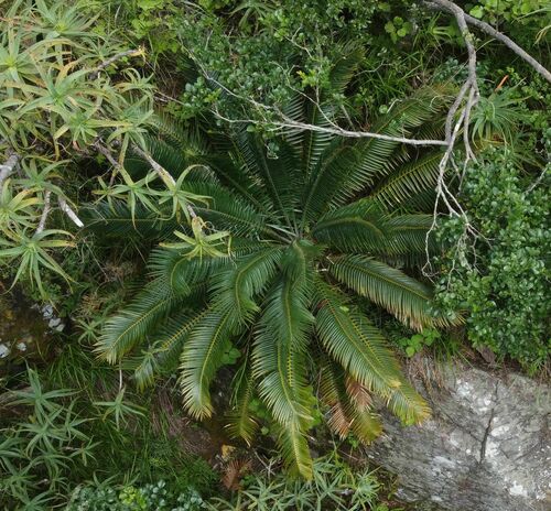 Image of Encephalartos paucidentatus by (c) katuchka, some rights reserved (CC BY)