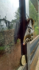 Polythysana rubrescens