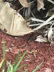 Anolis sagrei